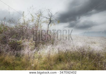 Rimy Meadow Orchard