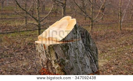 Cut Old Apple Tree In An Orchard Image