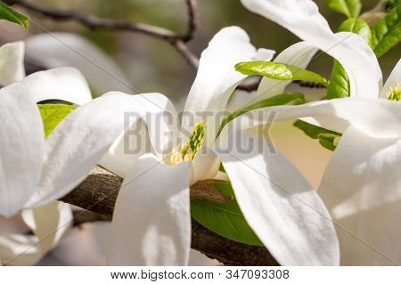 Magnolia Salicifolia Close Up, On A Sunny Day
