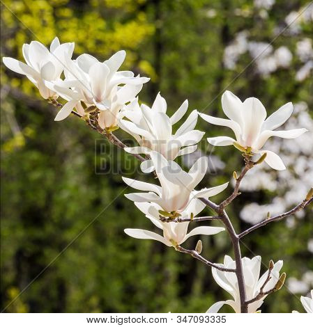 Magnolia Salicifolia, Several Blooming Flowers, On A Sunny Day, On The Background Of Flowering Trees