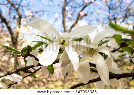 Magnolia Salicifolia Closeup, On A Sunny Day, On The Background Of Flowering Trees