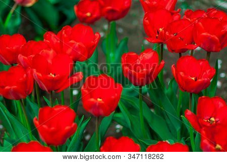 Beautiful Bright Red Tulips In The Photo With A Blurred Background And Soft Focus Trick For Greeting