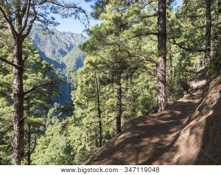 Lanscape Od Hiking Trail Barranco De La Madera From Las Nieves With Pine Tree Forest And Path Along 