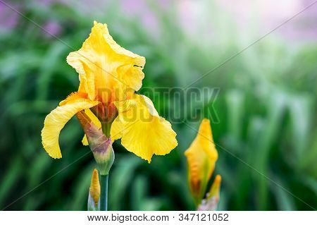 Yellow Iris On A Background Of Green Grass