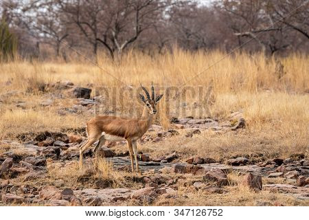 Chinkara Or Indian Gazelle An Antelope With Beautiful Background On Rocks At Ranthambore National Pa