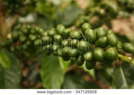 Colombian Coffee Plantation In The Andean Valleys. Quimbaya, Quindio, Colombia. Triangle Coffee.