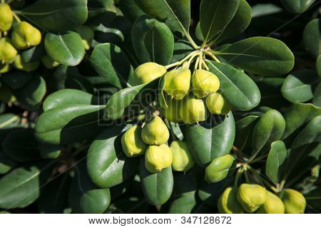 A Beautiful Decorative Evergreen Shrub With Light Green Fruits.  Australian Laurel, Japanese Pittosp