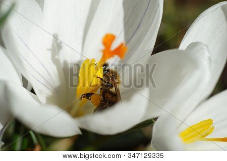 Springtime - Macroshot Of A A Bee Collecting Pollen On A White Crocus In Bright Sunshine