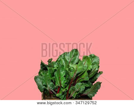 Wooden Box With Fresh Green Beetroot Kale Leaves On Cherry Pink Background. Healthy Plant Based Diet