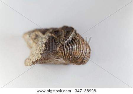 The Fossil Conch Trigonia Costata, From The Middle Jurassic Of Germany.