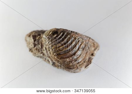 The Fossil Conch Trigonia Costata, From The Middle Jurassic Of Germany.