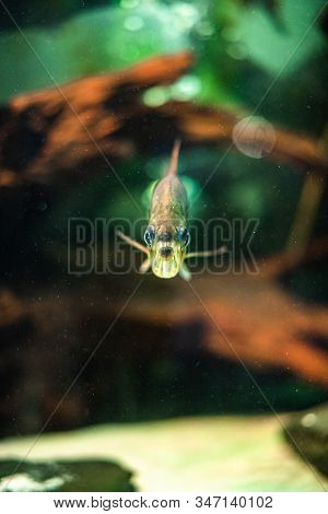 Pygocentrus Nattereri Piranha Closeup In The Aquarium Frontal View Eel Carnivore Evil Dark Aquarium 