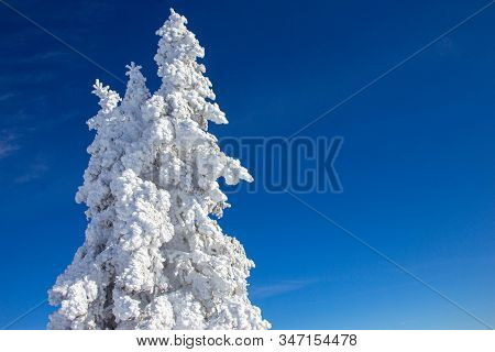 Pine Tress Covered With Snow In Alps
