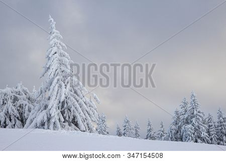 Pine Tress Covered With Snow In Alps