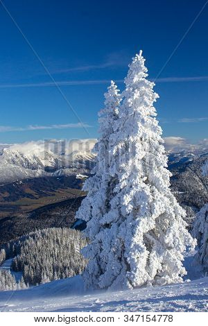 Pine Tress Covered With Snow In Alps