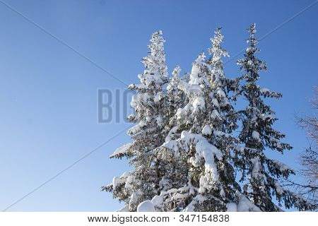 Pine Tress Covered With Snow In Alps