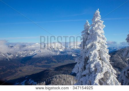 Pine Tress Covered With Snow In Alps