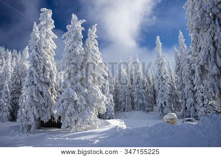 Pine Tress Covered With Snow In Alps