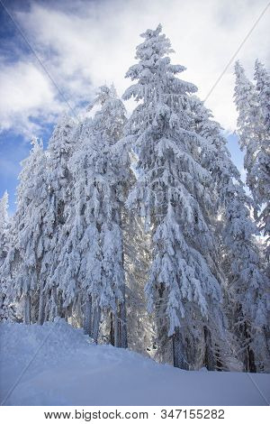 Pine Tress Covered With Snow In Alps
