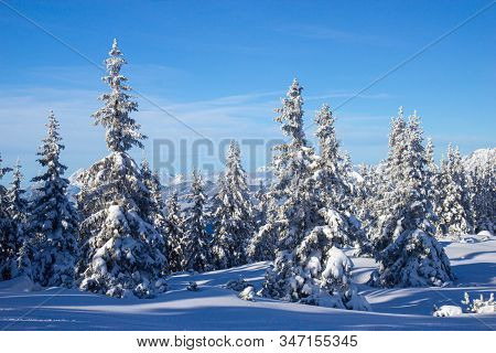 Pine Tress Covered With Snow In Alps