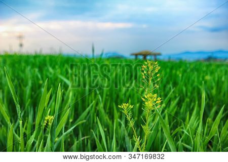 Scenery Of Gochang Hakwon Blue Barley Farm, Jeonbuk, South Korea, Asia.