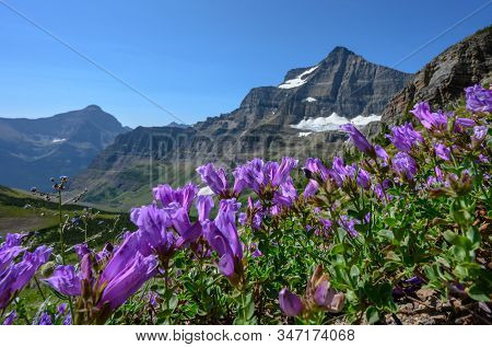 Purple Flowers Grows On Mountain Side In Montana Mountains