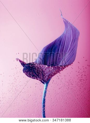 Violet laef with drops in pink water.