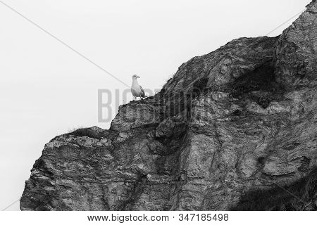 A Lonely Seagull Stands On The Giant Rock At St Austell, Cornwall, England. The Bird Seems To Watch 