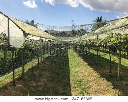 Vineyard Or Grape Plantation With Security Netting From Bird Or Thief, Security And Agriculture Conc