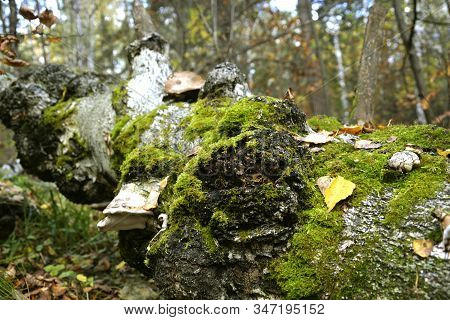 A Fallen Birch Covered With Moss. Photo Picture