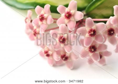 Hoya blomster på hvid baggrund