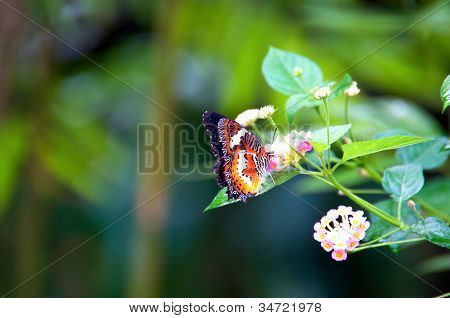 VizekÃ¶nig Schmetterling im Garten