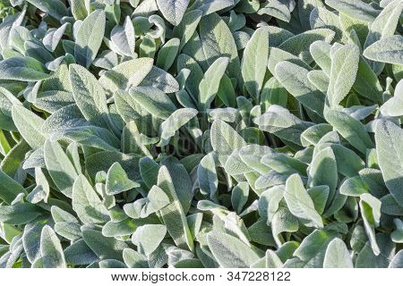 Background Of Leaves Of The Stachys Byzantina, Top View