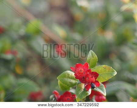  Mouse Red Flower, Scientific Name Ochna Kirkii Oliv. On Blurred Of Nature Background