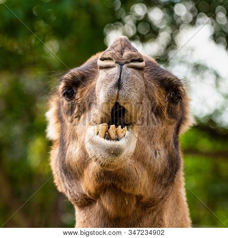 Dromedary, Camelus Dromedarius In Jerez De La Frontera, Andalusia In Spain