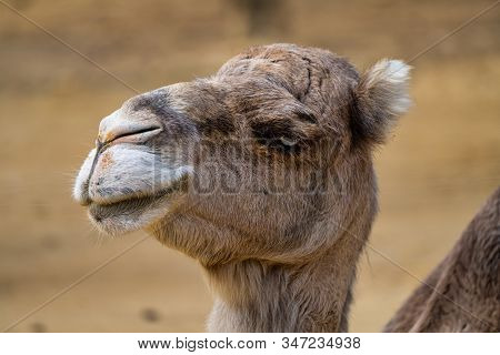 Dromedary, Camelus Dromedarius In Jerez De La Frontera, Andalusia In Spain