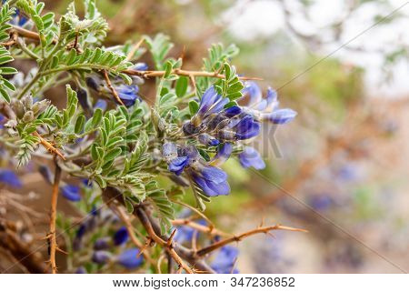 Spring Blossom Background. Sophora Denudata, Stock Photo.