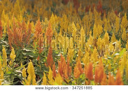 Beautiful Orange Celosia, Phurua, Celosia Argentea L, Plumed Cockscomb, Celosia Cristata Flower The 