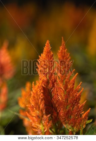 Closeup Beautiful Orange Celosia, Phurua, Celosia Argentea L, Plumed Cockscomb, Celosia Cristata Flo