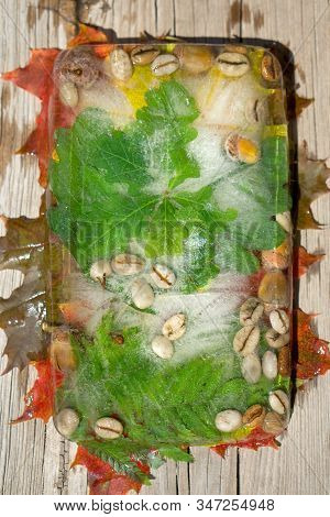 Background Of  Green Leaves Of Oak And Green Coffee Beans  And Acorn   In Ice   Cube With Air Bubble