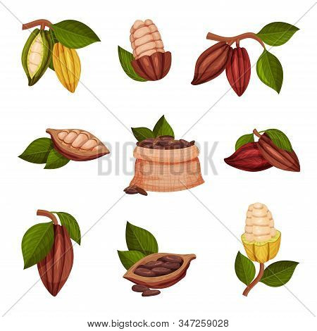 Cocoa Beans With Green Leaves Isolated On White Background Vector Set. Chocolate Dessert Component A