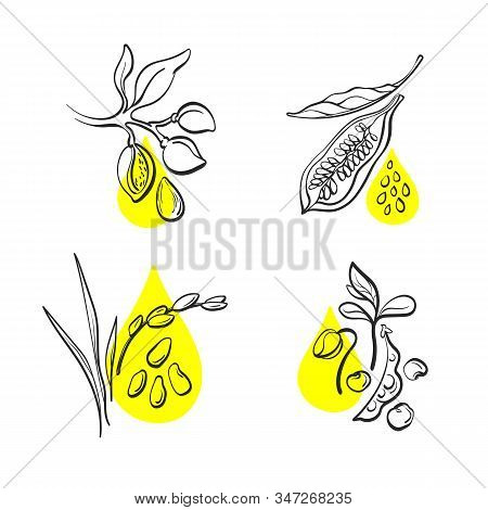 Organic Oil. Vector Set. Natural Bean Of Soy, Nut Of Almond, Sesame Grain, Rice. Hand Drawn Collecti