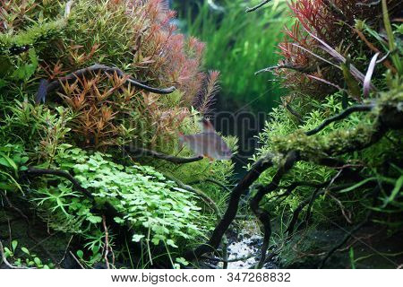 Close Up A Aquarium Beautiful Freshwater Planted Fish Tanks Hobbies At Home