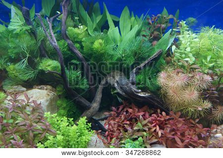 Close Up Image Of Aquarium Beautiful Freshwater Planted Wood Tanks