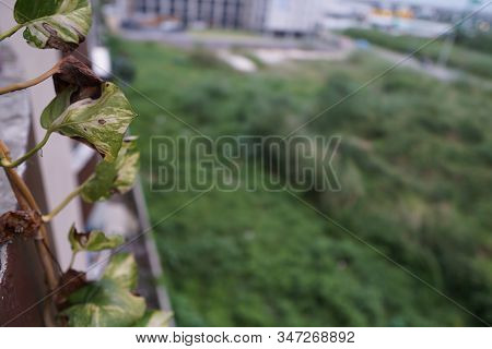 Close Up Image Of Green Leaves And Withered Leaf