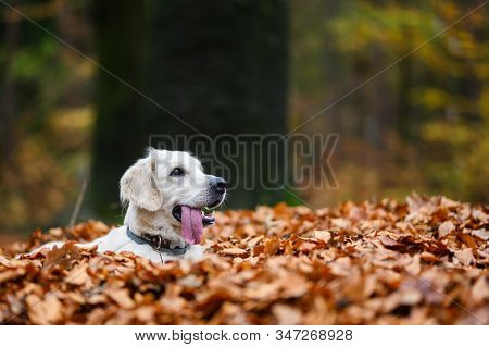 Young Golden Retriver Playing In Fallen Leaves