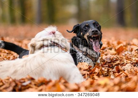 Young Golden Retriver Playing In Fallen Leaves
