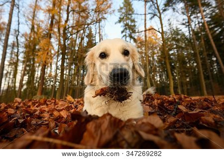 Young Golden Retriver Playing In Fallen Leaves