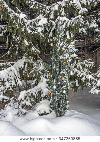Tuya Tree Dressed Up As A Christmas Tree In The Forest In Winter In The Southern Urals