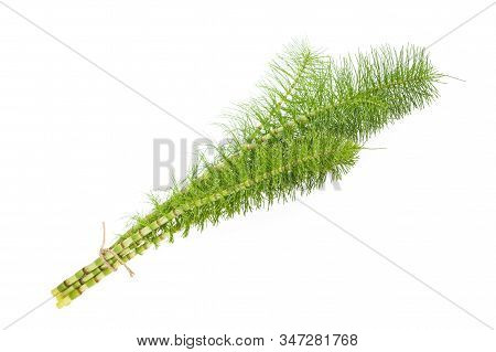 Horsetail Plants Tied Isolated On White Background